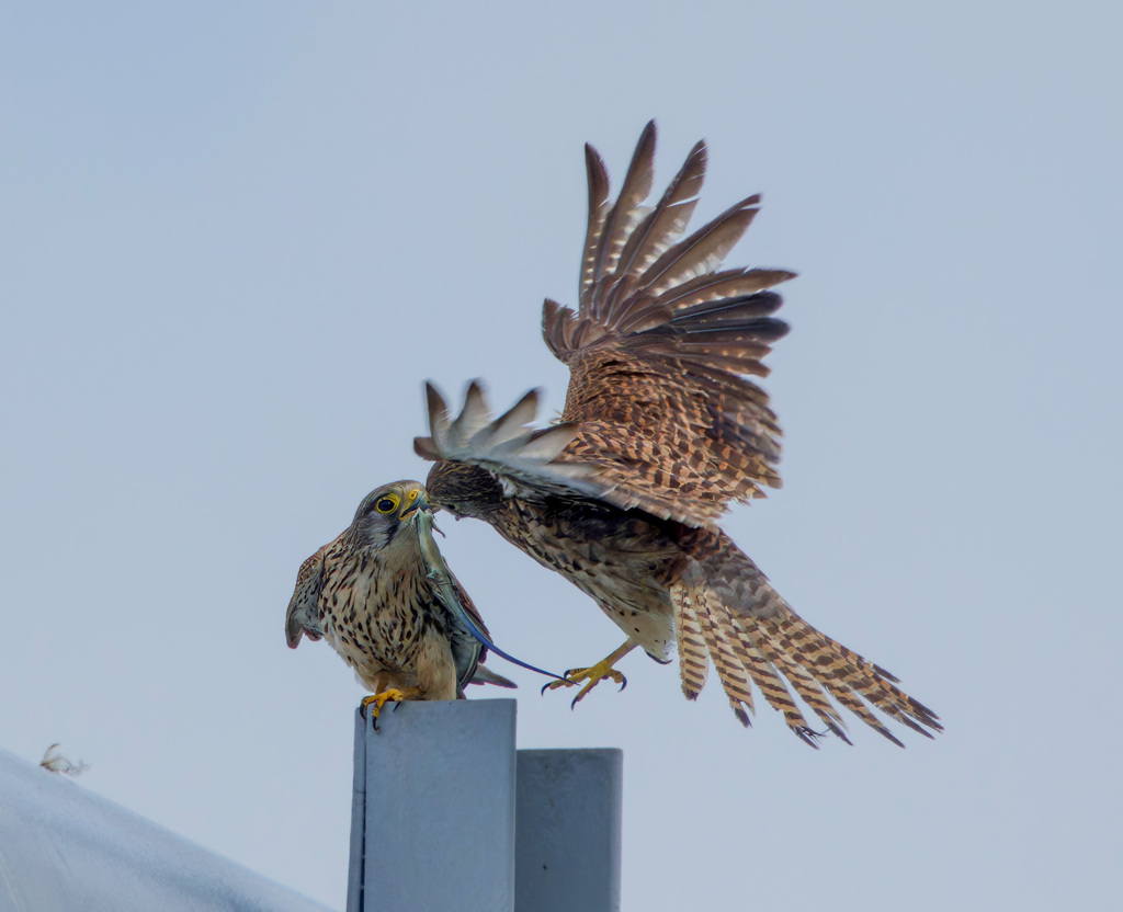 チョウゲンボウ