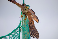 チョウゲンボウ