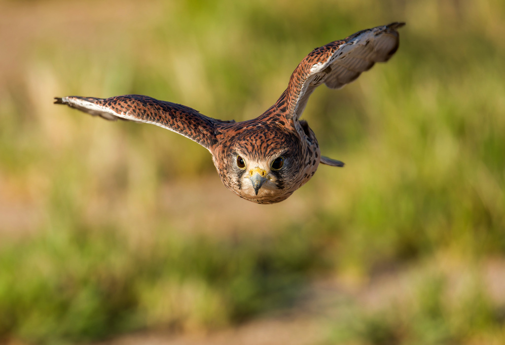 チョウゲンボウ