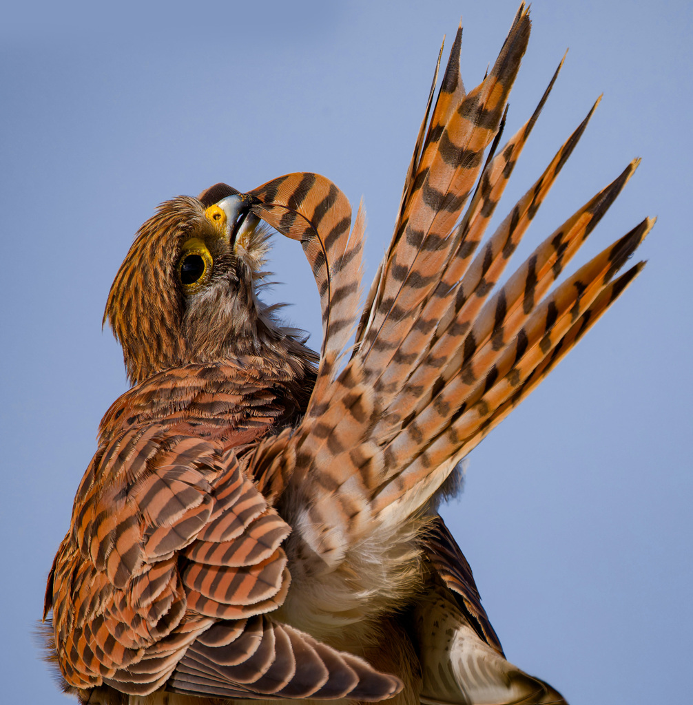 チョウゲンボウ