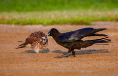 チョウゲンボウ