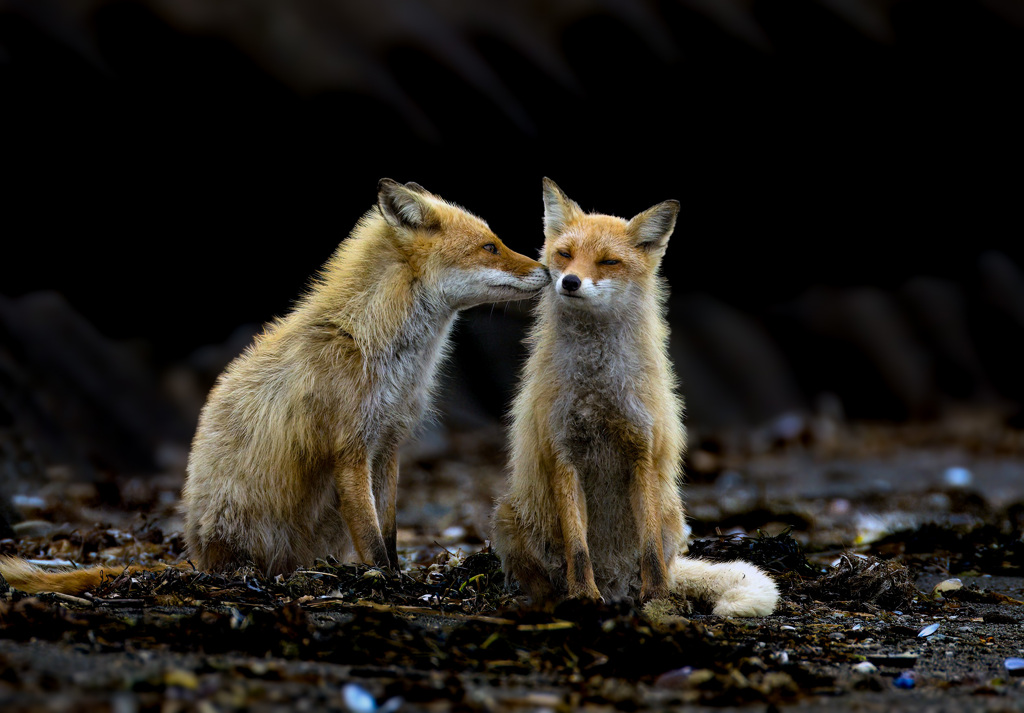 キタキツネ