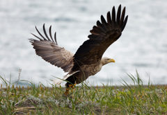 オホーツクを飛ぶ