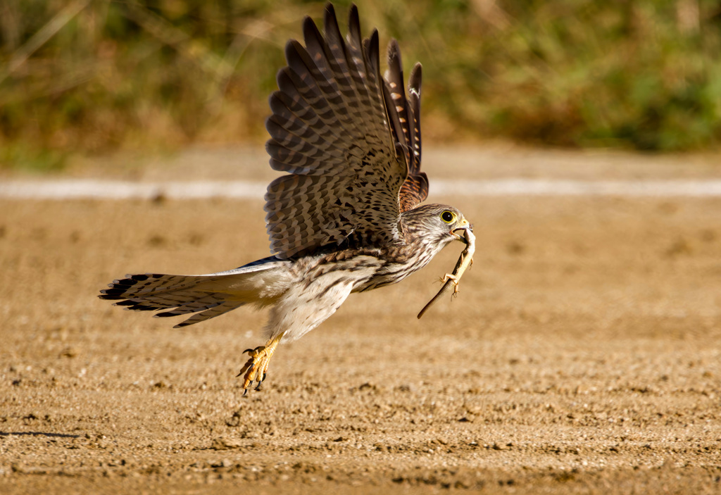 チョウゲンボウ