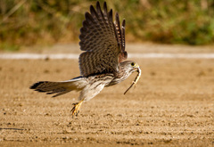 チョウゲンボウ