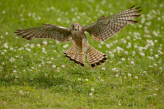 チョウゲンボウ