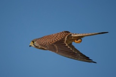 チョウゲンボウ