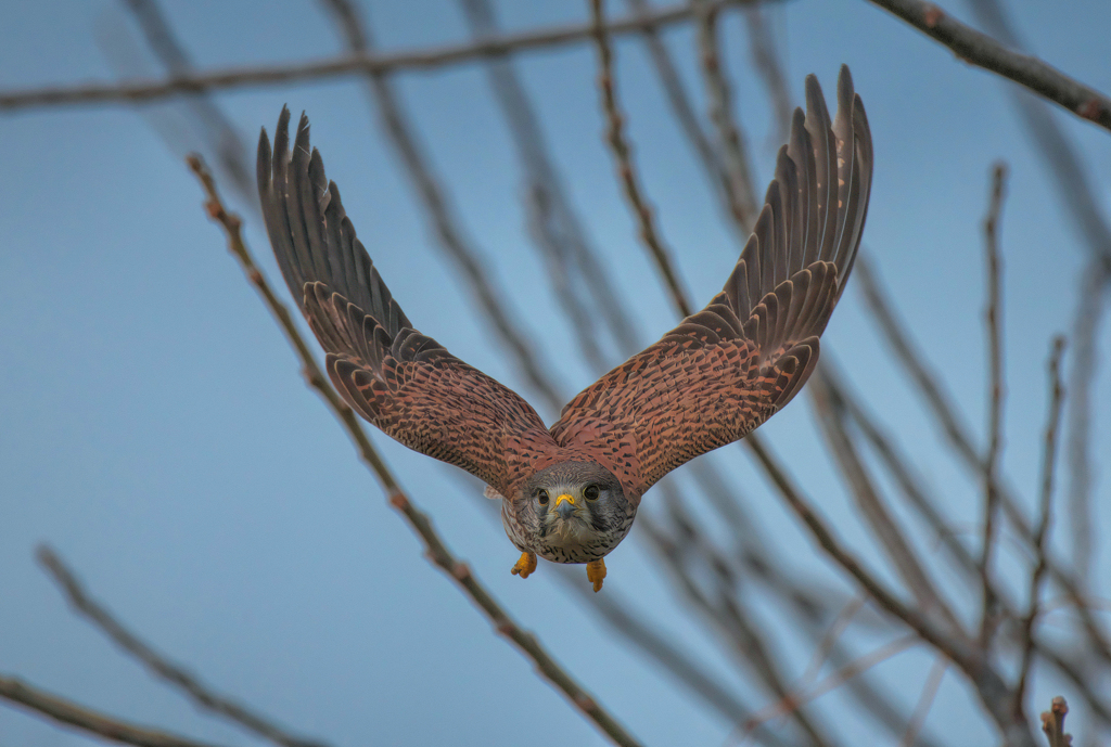 チョウゲンボウ