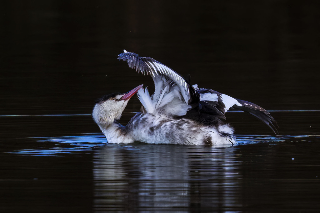 カンムリカイツブリ