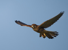 チョウゲンボウ