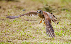 チョウゲンボウ
