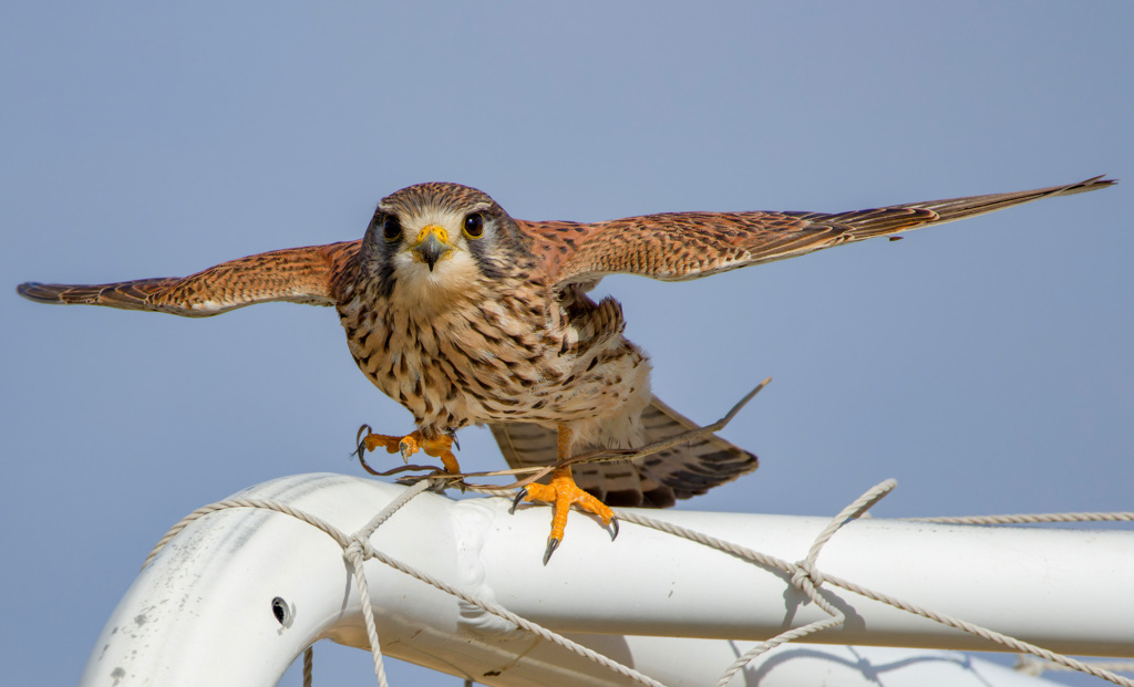 チョウゲンボウ