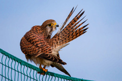 チョウゲンボウ