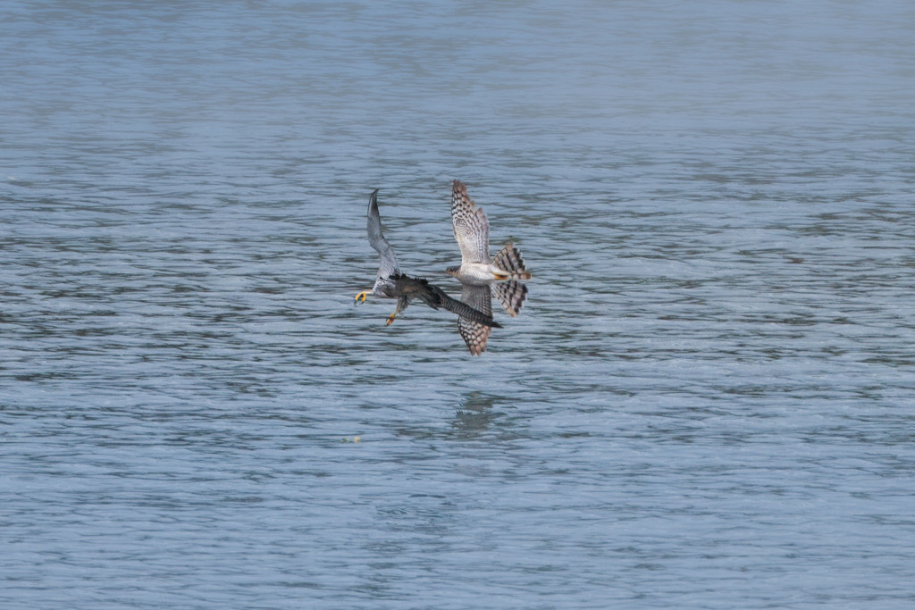 ハヤブサとハイタカ