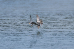 ハヤブサとハイタカ