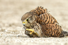 チョウゲンボウ