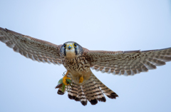 チョウゲンボウ