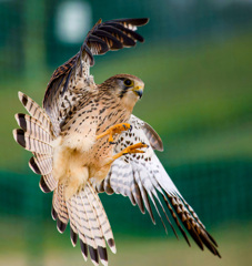 チョウゲンボウ