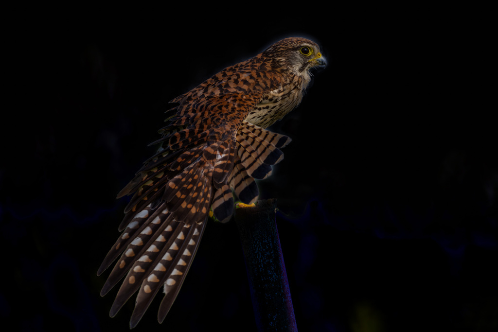 チョウゲンボウ