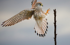 チョウゲンボウ