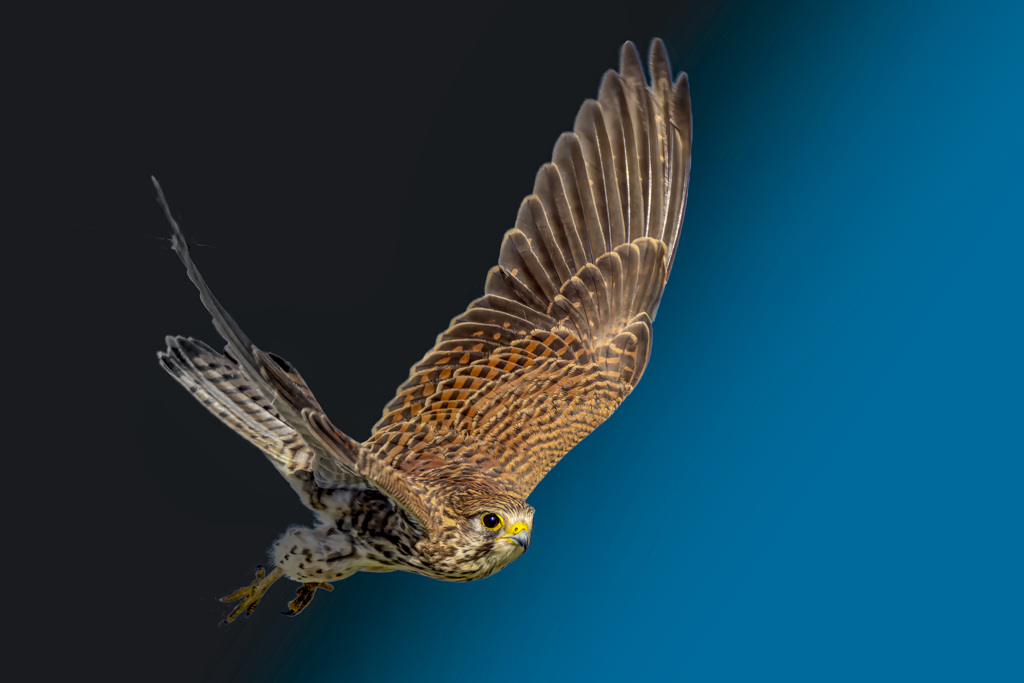 チョウゲンボウ