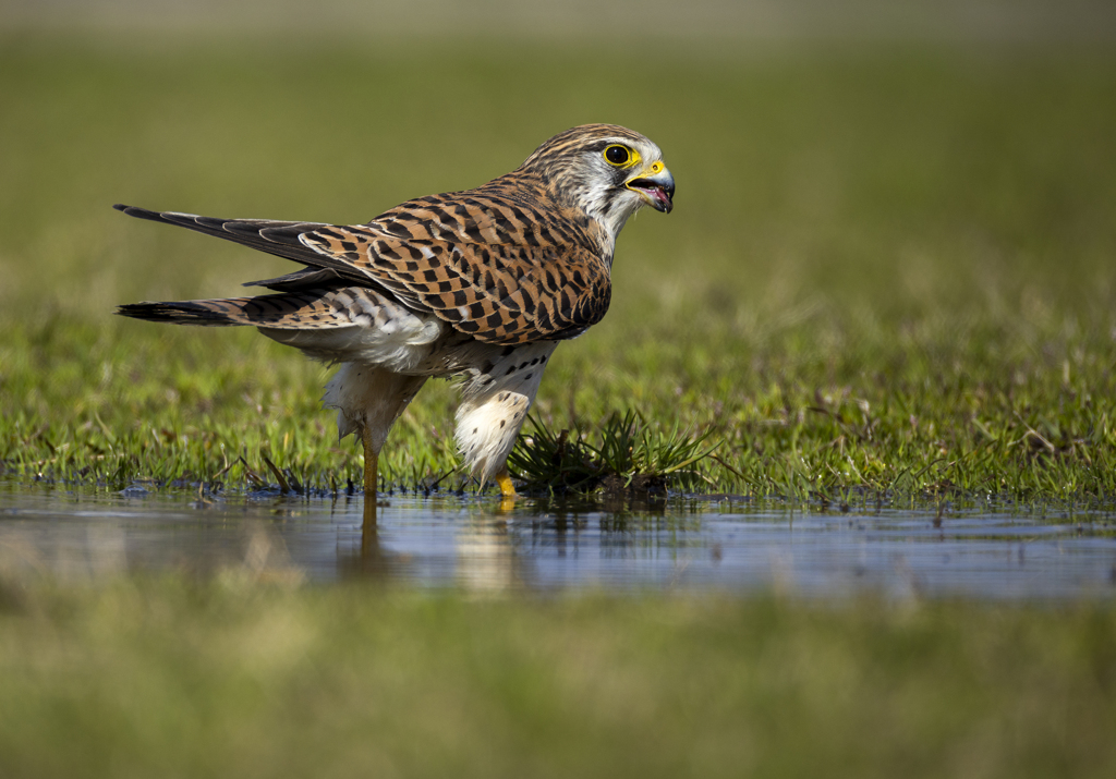 チョウゲンボウ