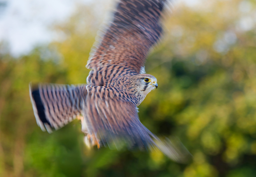 チョウゲンボウ