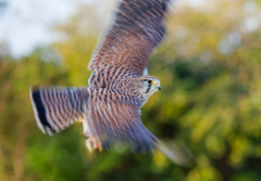 チョウゲンボウ