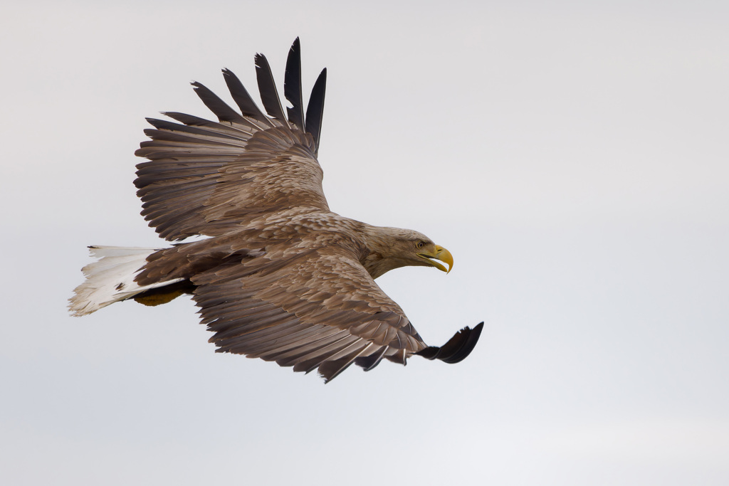 オホーツクを飛ぶ