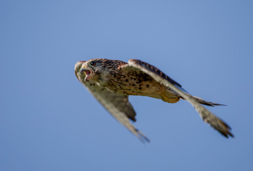チョウゲンボウ