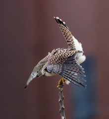 チョウゲンボウ