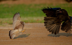 チョウゲンボウ