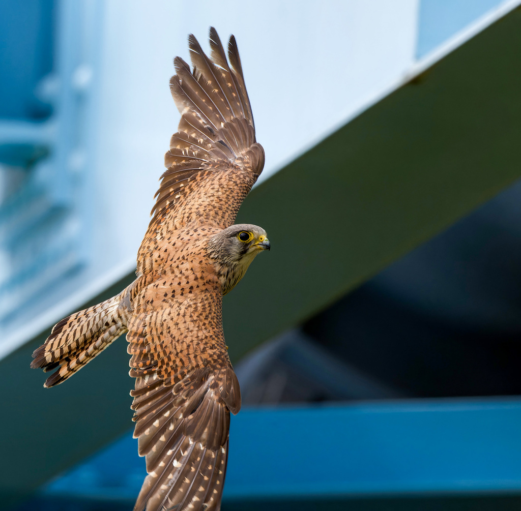 チョウゲンボウ