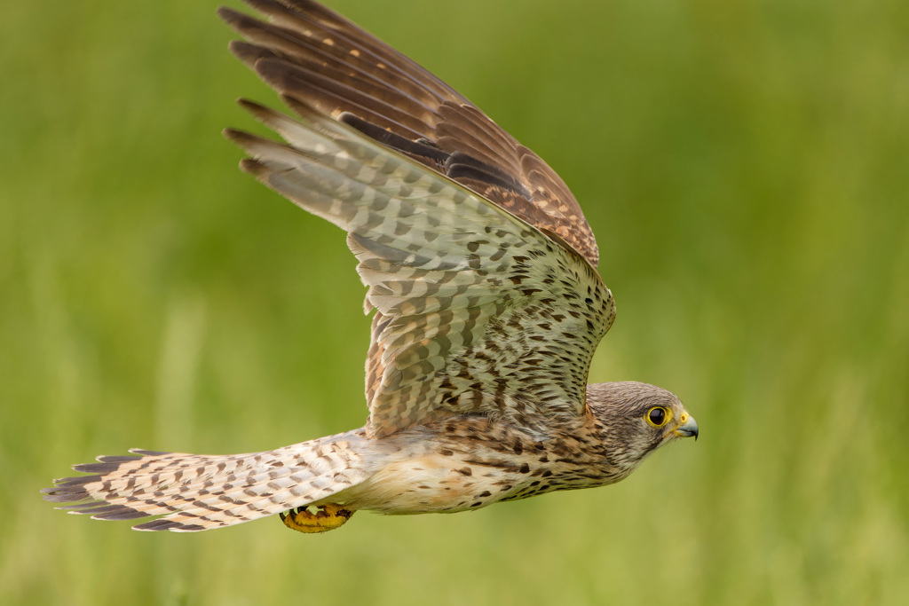 チョウゲンボウ