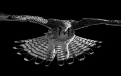 チョウゲンボウ