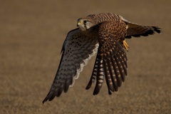 チョウゲンボウ