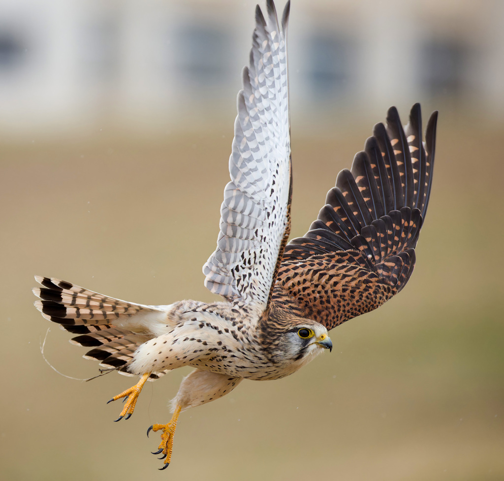 チョウゲンボウ