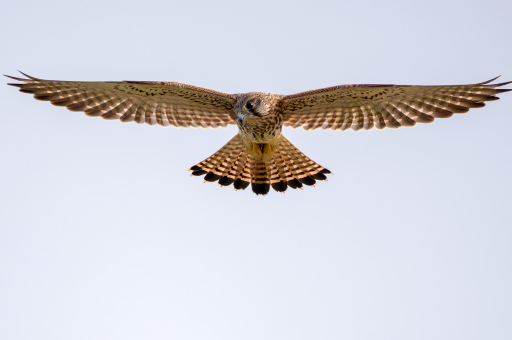 チョウゲンボウ