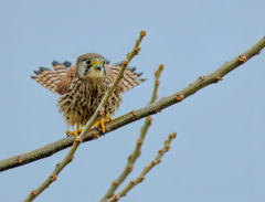 チョウゲンボウ