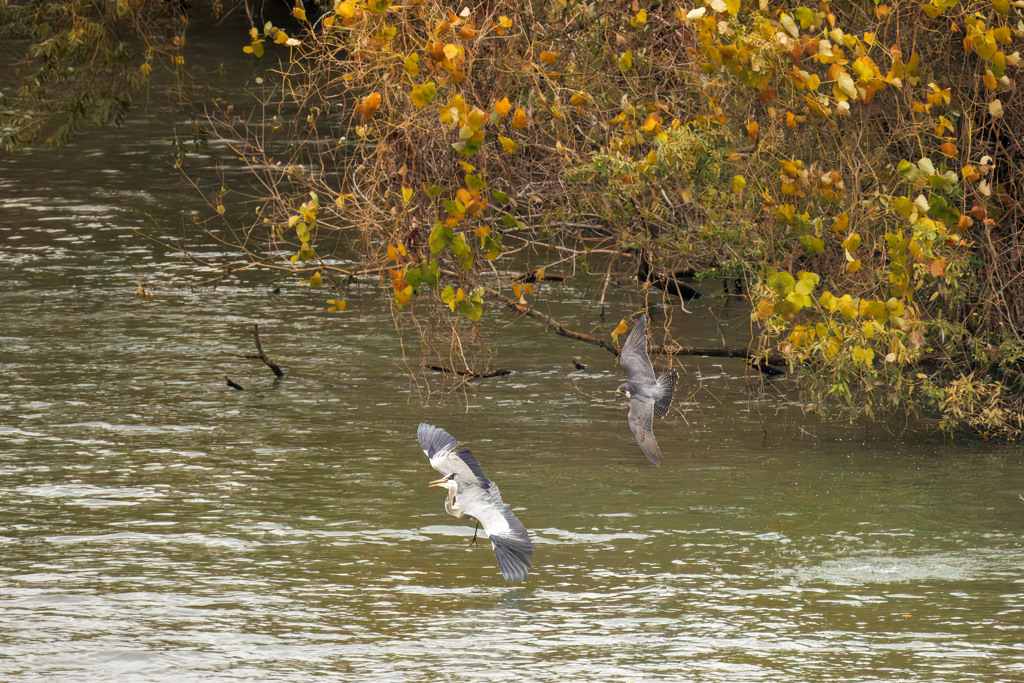 ハヤブサとアオサギ