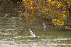 ハヤブサとアオサギ