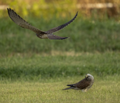 チョウゲンボウ
