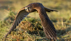 チョウゲンボウ