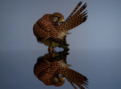 チョウゲンボウ