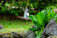 カワアイサ