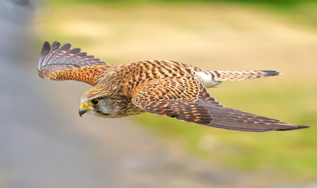 チョウゲンボウ