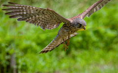 チョウゲンボウ