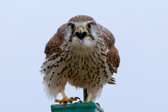 チョウゲンボウ