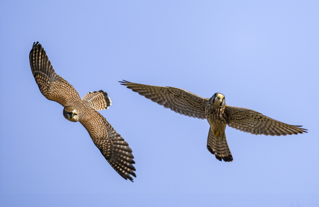 チョウゲンボウ