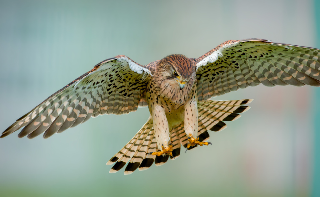 チョウゲンボウ